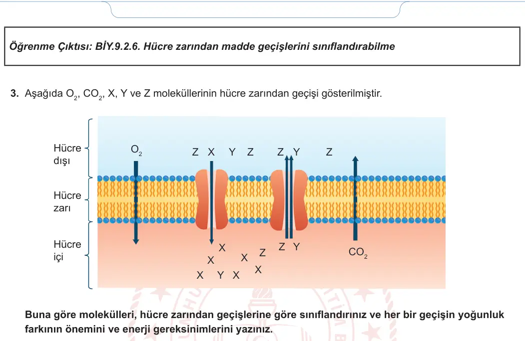 9. Sınıf Biyoloji 2024-2025 2. Dönem 2. Yazılı 2. Soru görseli (2/2)