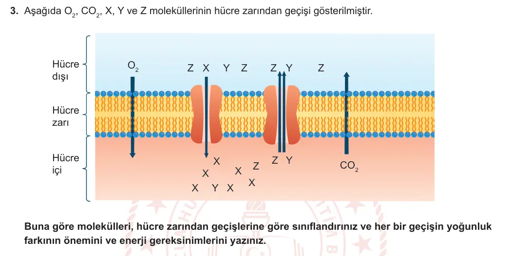 9. Sınıf Biyoloji 2024-2025 2. Dönem 2. Yazılı 3. Soru görseli
