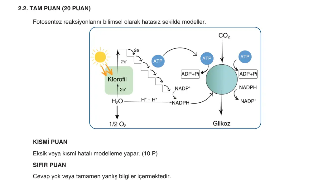 10. Sınıf Biyoloji 2025-2026 1. Dönem 1. Yazılı 2. Soru (Yazılıya Hazırlanıyorum) resmi çözüm görseli (2/2)