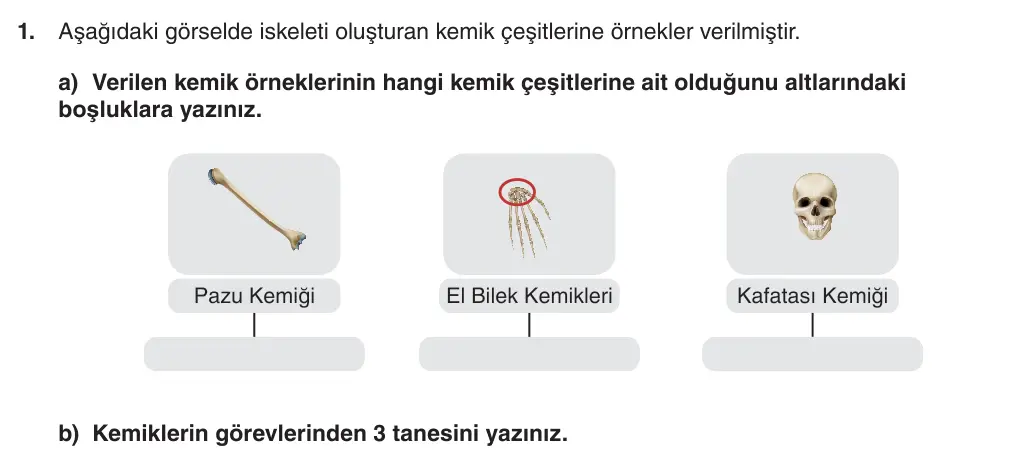 5. Sınıf Fen Bilimleri 2025-2026 2. Dönem 1. Yazılı 1. Soru (Yazılıya Hazırlanıyorum) görseli